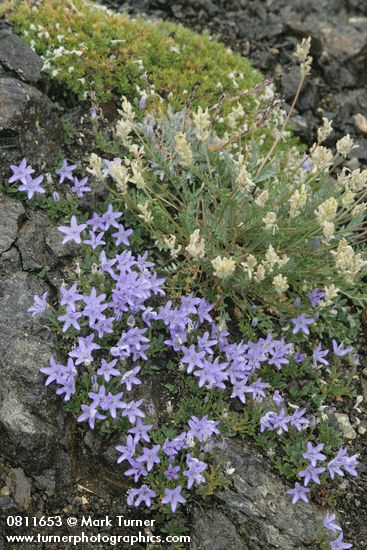 Olympic Harebells w/ Field Locoweed