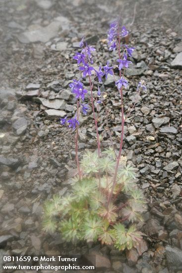 Rockslide Larkspur on scree