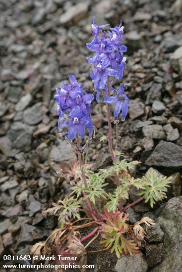 Rockslide Larkspur