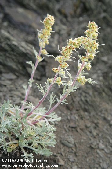 Boreal Sagebrush