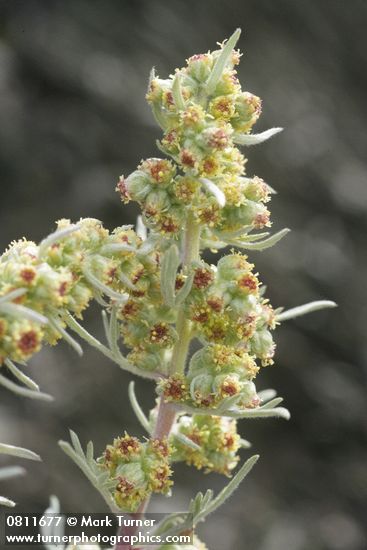 Boreal Sagebrush blossoms detail