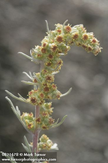 Boreal Sagebrush blossoms detail