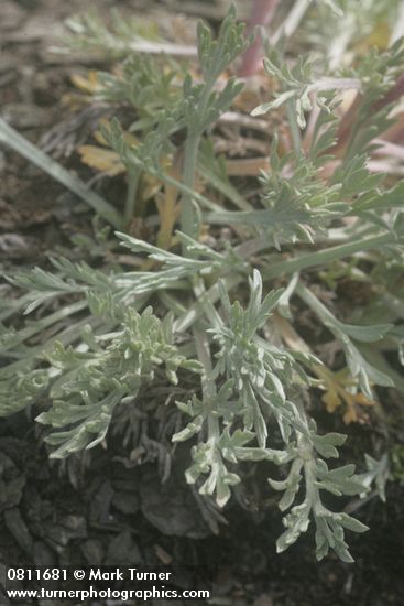 Boreal Sagebrush foliage detail