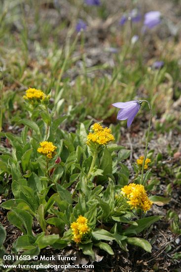 Alpine Goldenrod w/ Scotch Bluebells