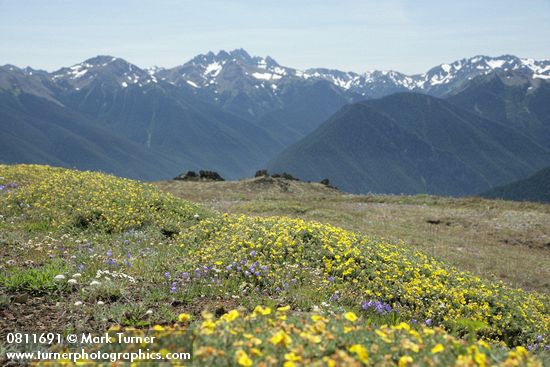 Shrubby Cinquefoil, Scotch Bluebells & Yarrow w/ Olympic Mountain ridges bkgnd