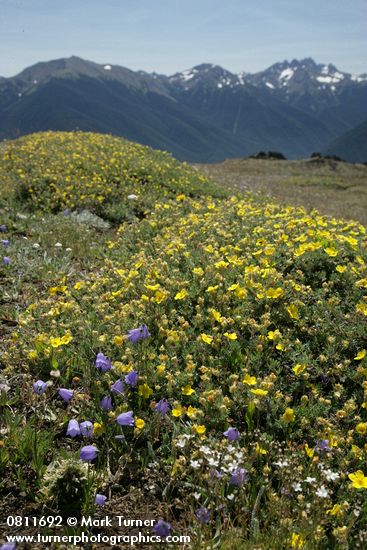 Shrubby Cinquefoil & Scotch Bluebells w/ Olympic Mountain ridges bkgnd