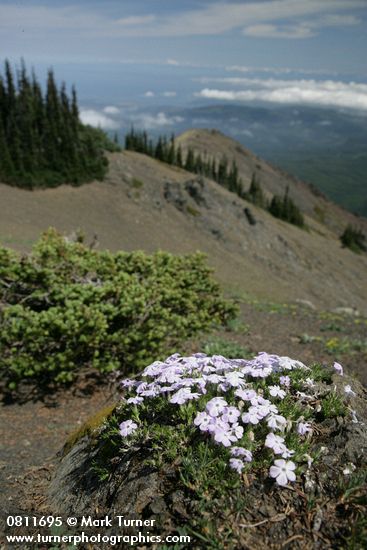 Spreading Phlox on barren rocky ridge
