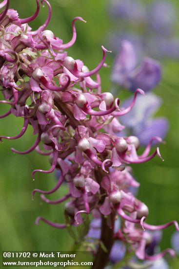 Elephant's Head Lousewort blossoms detail