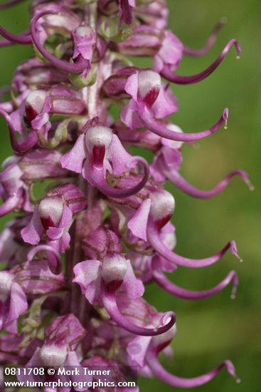 Elephant's Head Lousewort blossoms detail