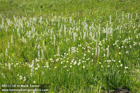 White Bog Orchids & Western False Asphodel in moist meadow