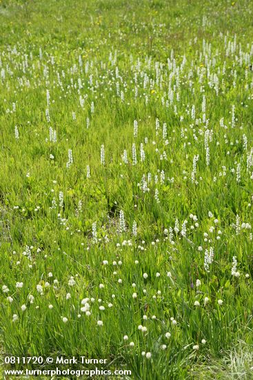 White Bog Orchids & Western False Asphodel in moist meadow