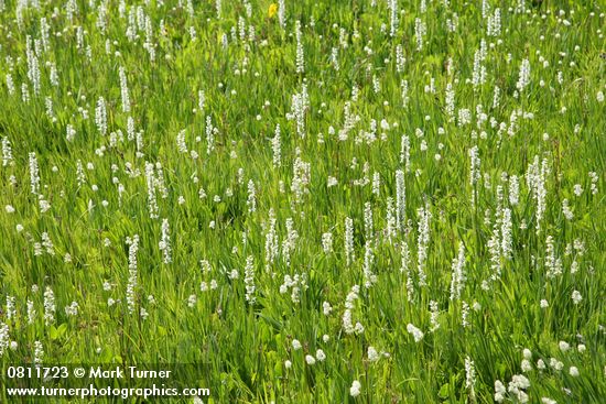 White Bog Orchids & Western False Asphodel in moist meadow
