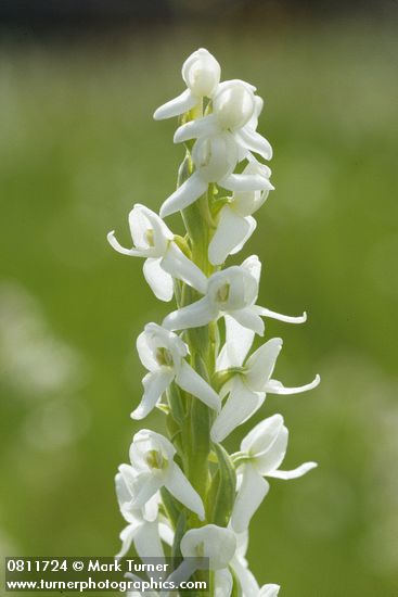 White Bog Orchid blossoms detail