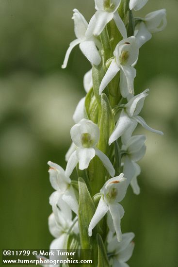 White Bog Orchid blossoms detail