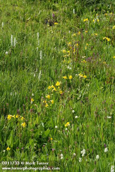 White Bog Orchids & Mountain Monkeyflowers in moist meadow