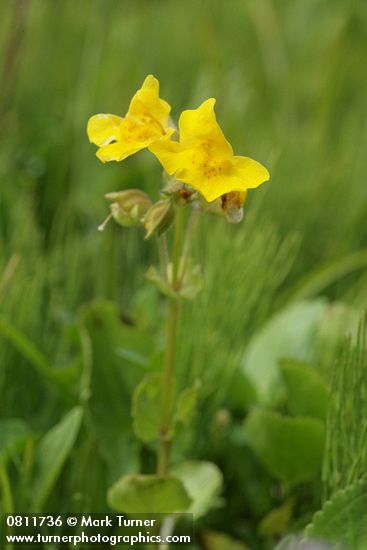 Mountain Monkeyflower