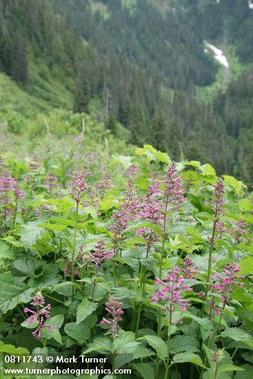 Great Hedge-nettle w/ forested hillside soft bkgnd