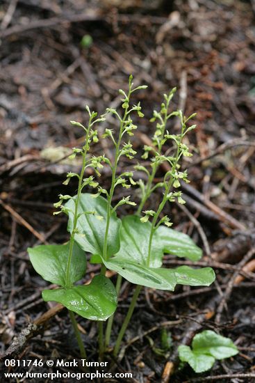 Northwestern Twayblade