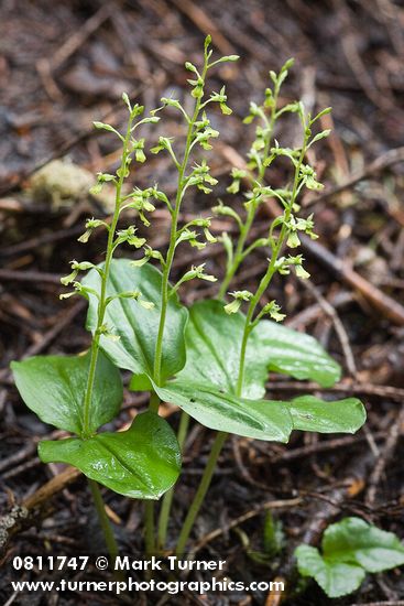 Northwestern Twayblade