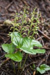 Northwestern Twayblade