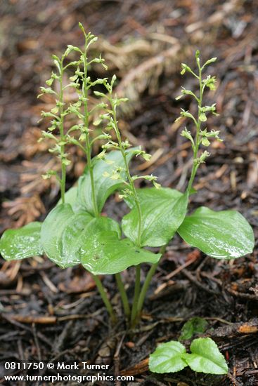 Northwestern Twayblade