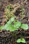 Northwestern Twayblade