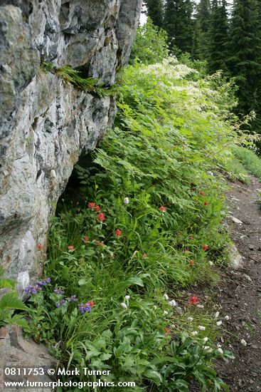 Cascades Penstemon, Giant Red Paintbrush, Western Bistort, Goatsbeard under rock cliff at edge of trail