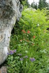 Cascades Penstemon & Giant Red Paintbrush under rock cliff w/ Goatsbeard soft bkgnd