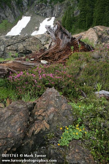 Fan-leaf Cinquefoil, Pink Heather among serpentine boulders