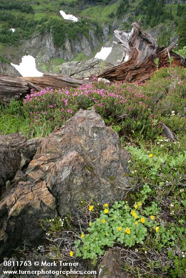Fan-leaf Cinquefoil, Pink Heather among serpentine boulders & decaying log