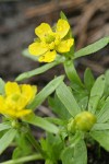 Snow Buttercup blossom & foliage