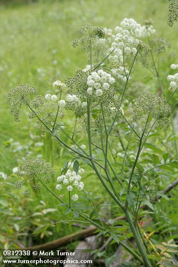 Douglas's Water-hemlock
