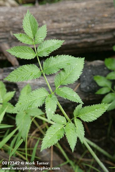 Douglas's Water-hemlock foliage detail
