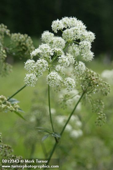 Douglas's Water-hemlock blossoms