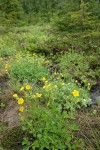 Fan-leaf Cinquefoil in wet meadow