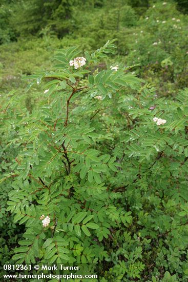 Sitka Mountain-ash