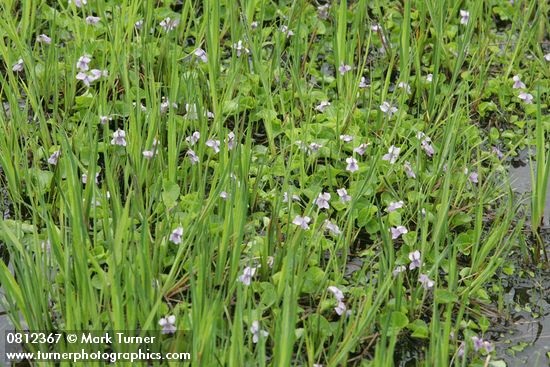 Marsh Violets among Sedges