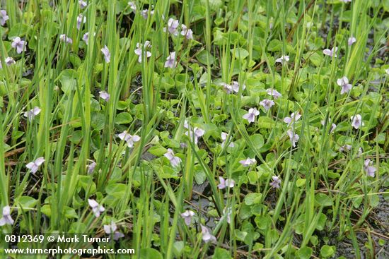 Marsh Violets among Sedges