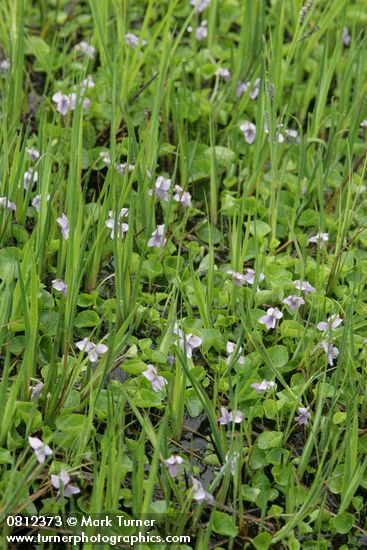 Marsh Violets among Sedges