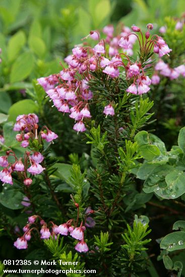 Pink Heather