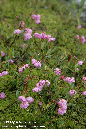 Western Bog Laurel among mosses