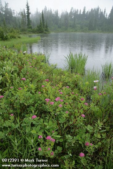 Rosy Spiraea at edge of Picture Lake in rain