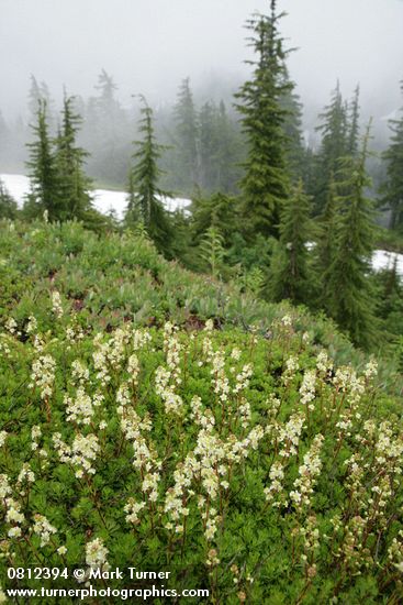 Patridgefoot w/ Subalpine Firs soft bkgnd under clouds