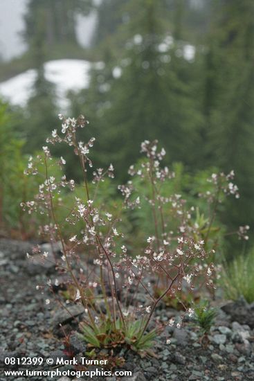 Rusty Saxifrage w/ raindrops