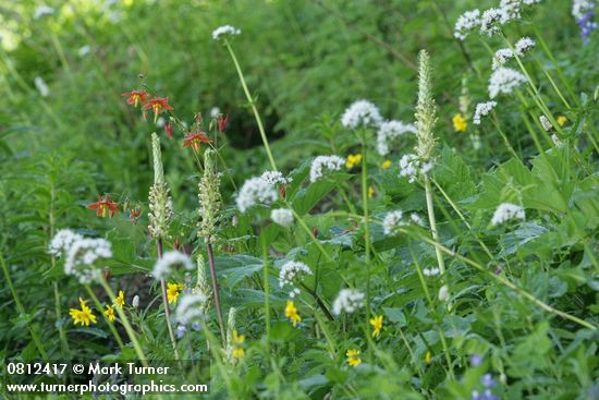 Bracted Lousewort, Columbine, Mountain Arnica, Sitka Valerian in meadow
