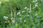 Bracted Lousewort, Columbine, Mountain Arnica, Sitka Valerian in meadow