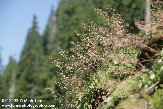 Mass of Small-flowered Alumroot w/ forest soft bkgnd