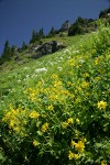 Mountain Arnica, Cow Parsnips, Sitka Valerian in hillside subalpine meadow