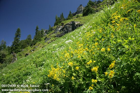 Mountain Arnica, Cow Parsnips, Sitka Valerian in hillside subalpine meadow
