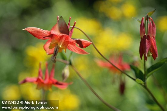 Red Columbine blossoms